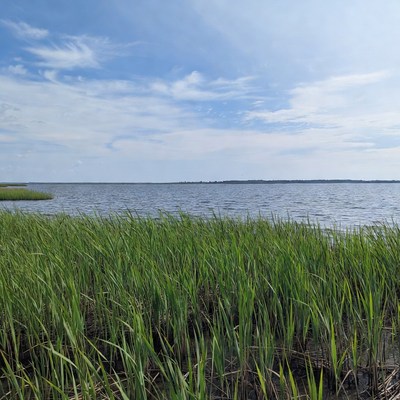 Marsh Grass by Calm Lake