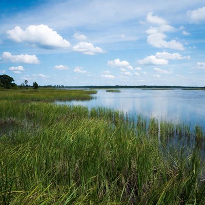 Marsh Grass by Calm Lake