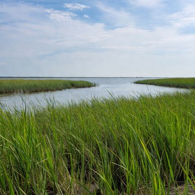Marsh Grass Along Winding Waterway