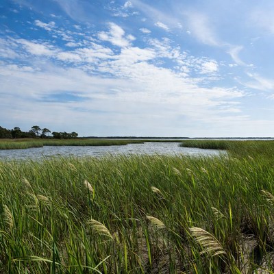 Marsh Grass Under Blue Sky