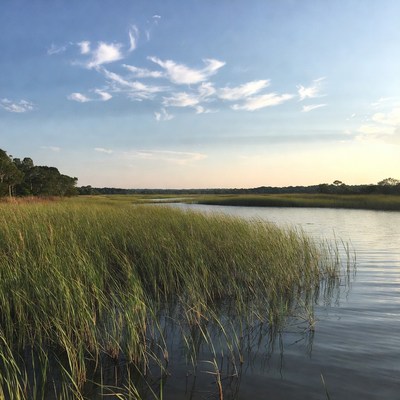 Marsh Grass Along Calm Creek