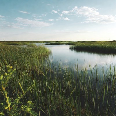 Marshland with winding waterways