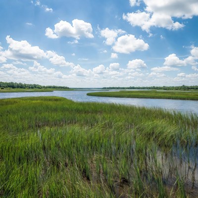 Scenic Marsh with Blue Sky