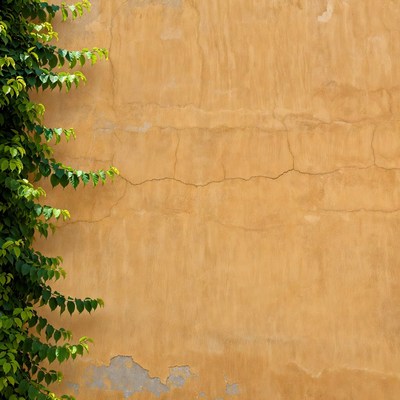 Ivy Climbing Yellow Textured Wall