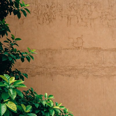 Green leaves against beige textured wall