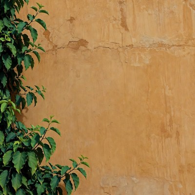 Green Leaves Climbing Textured Ochre Wall