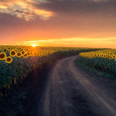 Sunflower Field Path at Sunset