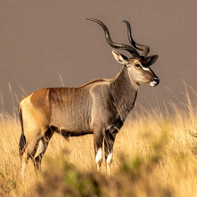 Kudu standing in tall grass