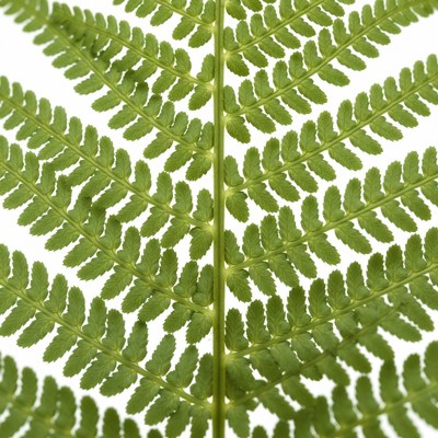 Green Fern Leaf Closeup