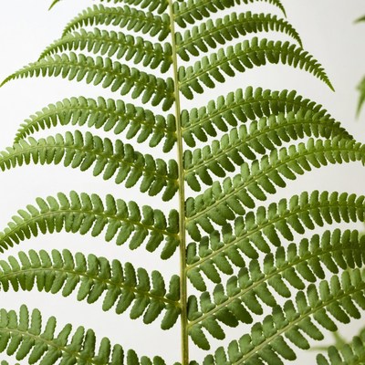 Green Fern Fronds on White Background