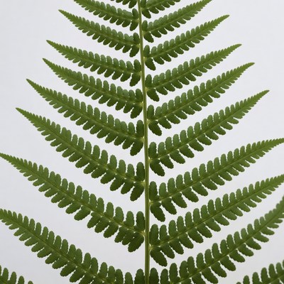 Green Fern Frond on White Background