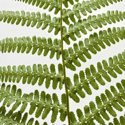 Close-up of green fern leaf