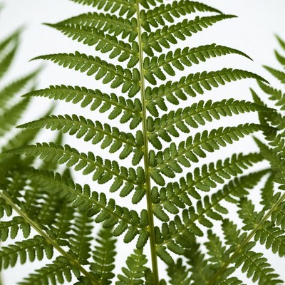 Close-up green fern leaf