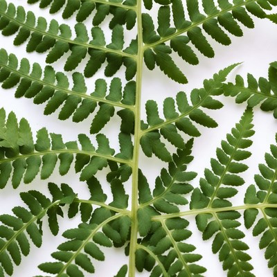 Green Fern Leaves on White Background