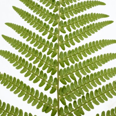Green Fern Fronds on White Background