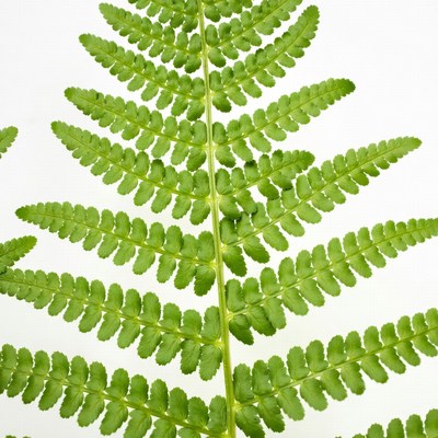Green Fern Leaf Closeup