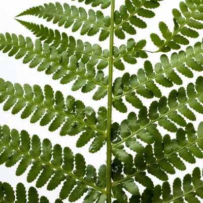 Green Fern Leaves with Dew Drops