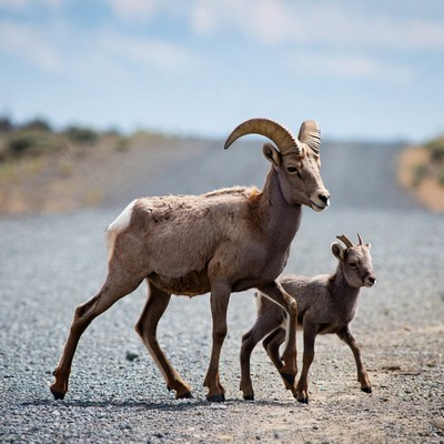 Mother Bighorn Sheep with Lamb