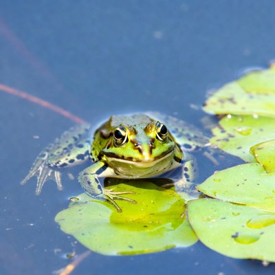 Green frog on lily pad