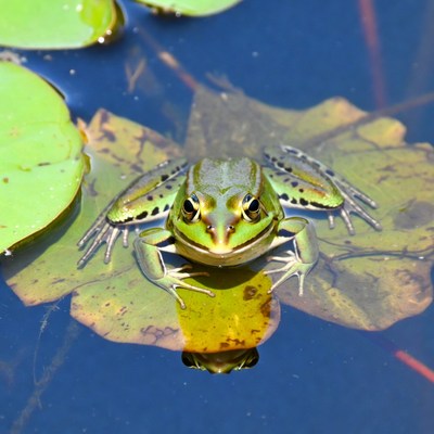 Green frog on lily pad
