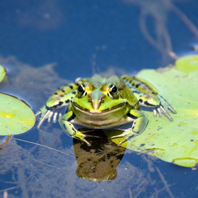Green frog on lily pad