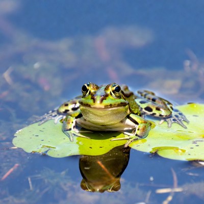 Green frog on lily pad