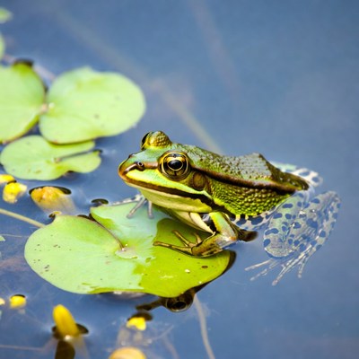 Green frog on lily pads