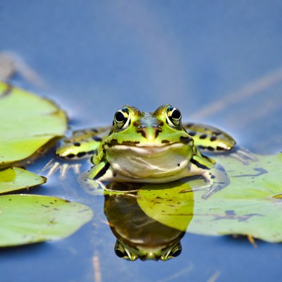 Green Frog on Lily Pads
