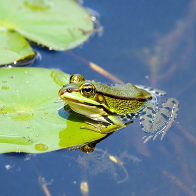 Green frog on lily pad