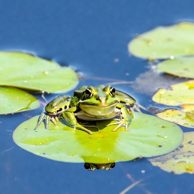 Green Frog on Lily Pad