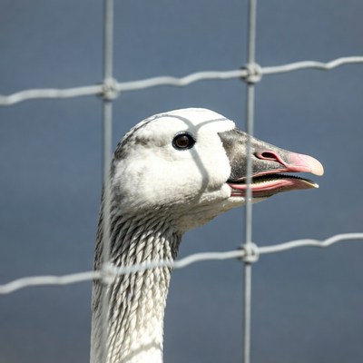White goose behind wire fence