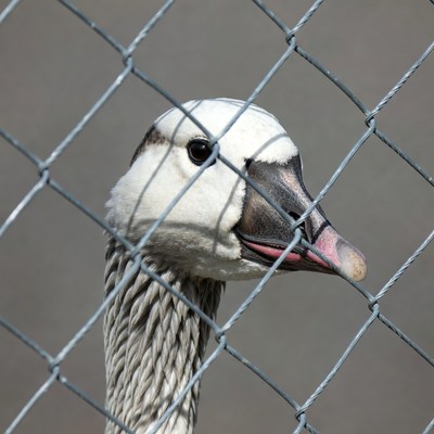 White goose sticking tongue through fence