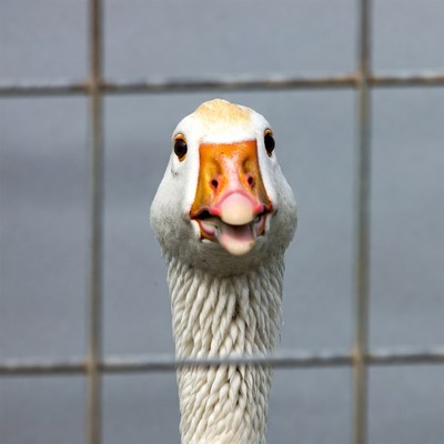 Goose sticking tongue through fence
