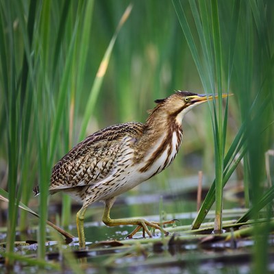 Bittern wading in green reeds