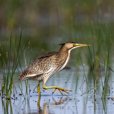 Ruddy Turnstone wading in marsh
