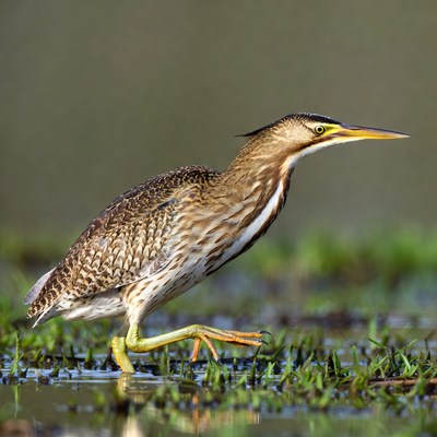 Black-crowned Night Heron wading