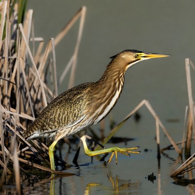 Rufous Heron in Marsh Reeds