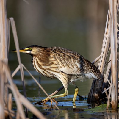 Black-crowned Night Heron in Reeds