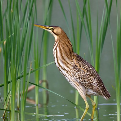 American Bittern in Reeds