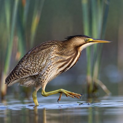 Bittern standing in marsh water