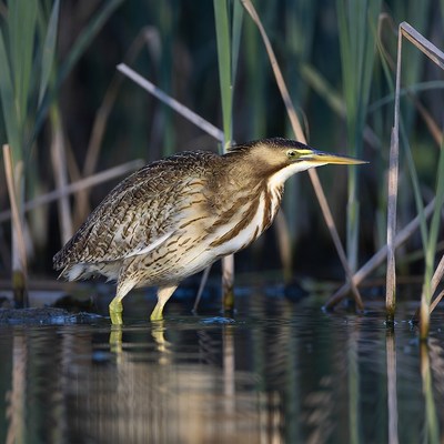 Bittern standing in marsh water