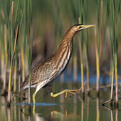 Tricolored Heron in Marsh