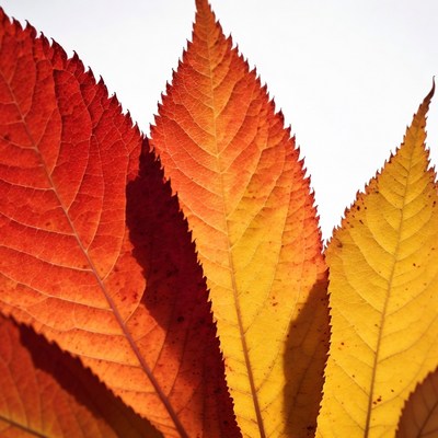 Autumn red leaves on white background