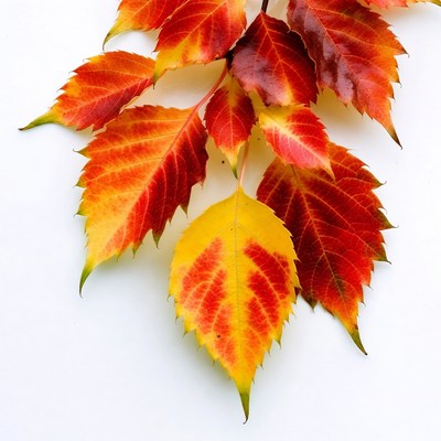 Autumn red maple leaves on white