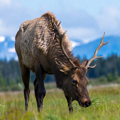 Elk grazing in grassy field
