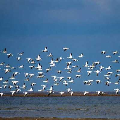 Flock of Snow Geese Flying over Water