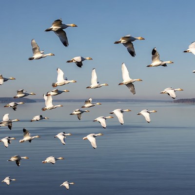 Flock of Snow Geese Flying over Lake