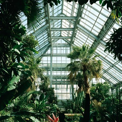 Glass Conservatory Filled with Tropical Plants
