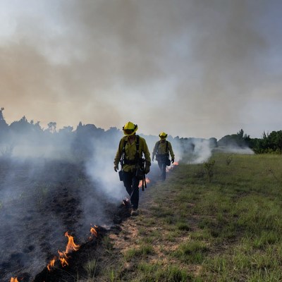 Firefighters walking controlled burn line