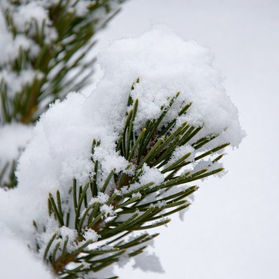 Snow-covered pine branches